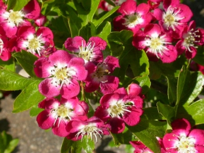 Journ&eacute;e des aub&eacute;pines 2019